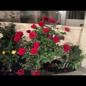 Meet your Posher, Sean